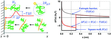 Graphical abstract: Conformational properties and the entropic barrier in the “head-on” adsorption of a single polymer chain towards a flat surface