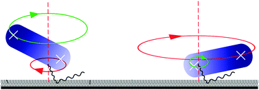 Graphical abstract: Synchronization in pairs of rotating active biomotors