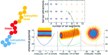 Graphical abstract: Self-assembly of model short triblock amphiphiles in dilute solution