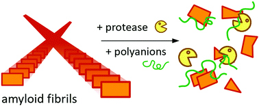 Graphical abstract: Tightly bound polyelectrolytes enhance enzyme proteolysis and destroy amyloid aggregates