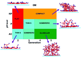 Graphical abstract: pH and generation dependent morphologies of PAMAM dendrimers on a graphene substrate