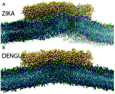 Graphical abstract: Different footprints of the Zika and dengue surface proteins on viral membranes