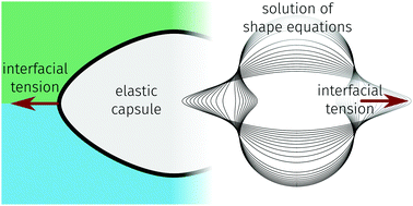 Graphical abstract: Elastic capsules at liquid–liquid interfaces