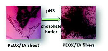 Graphical abstract: Restructuring of poly(2-ethyl-2-oxazoline)/tannic acid multilayers into fibers