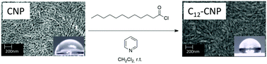 Graphical abstract: Tailoring water stability of cellulose nanopaper by surface functionalization