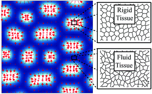 Graphical abstract: Hydrodynamics of shape-driven rigidity transitions in motile tissues