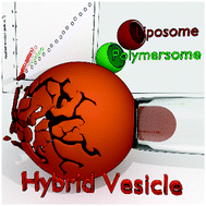 Graphical abstract: The combination of block copolymers and phospholipids to form giant hybrid unilamellar vesicles (GHUVs) does not systematically lead to “intermediate” membrane properties