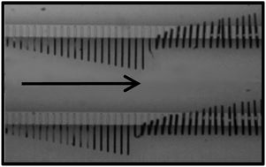 Graphical abstract: Metachronal motion of artificial magnetic cilia