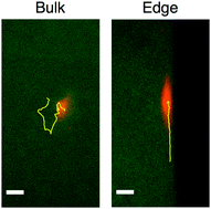 Graphical abstract: Edges impose planar alignment in nematic monolayers by directing cell elongation and enhancing migration