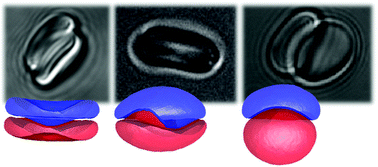 Graphical abstract: Effect of spectrin network elasticity on the shapes of erythrocyte doublets