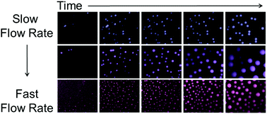 Graphical abstract: Growth dynamics of surface nanodroplets during solvent exchange at varying flow rates