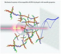 Graphical abstract: Microrheology of DNA hydrogel gelling and melting on cooling