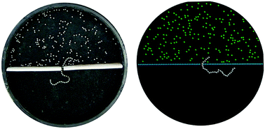Graphical abstract: Granular chain escape from a pore in a wall in the presence of particles on one side: a comparison to polymer translocation