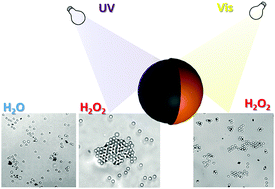 Graphical abstract: Cu@TiO2 Janus microswimmers with a versatile motion mechanism