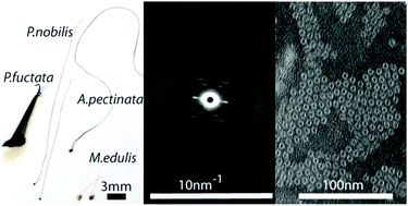 Graphical abstract: A new twist on sea silk: the peculiar protein ultrastructure of fan shell and pearl oyster byssus