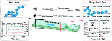 Graphical abstract: Modelling DNA extension and fragmentation in contractive microfluidic devices: a Brownian dynamics and computational fluid dynamics approach