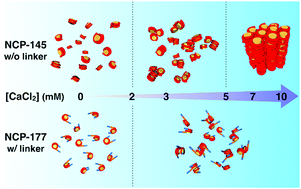 Graphical abstract: The effect of linker DNA on the structure and interaction of nucleosome core particles