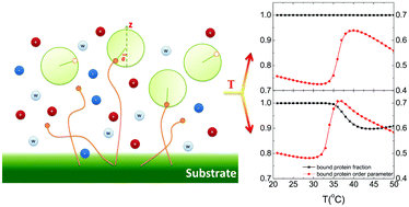 Graphical abstract: Temperature-regulated protein adsorption on a PNIPAm layer