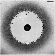 Graphical abstract: The air entrapment under a drop impacting on a nano-rough surface