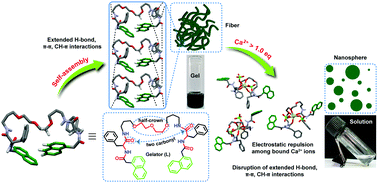 Graphical abstract: Impact of “half-crown/two carbonyl”–Ca2+ metal ion interactions of a low molecular weight gelator (LMWG) on its fiber to nanosphere morphology transformation with a gel-to-sol phase transition