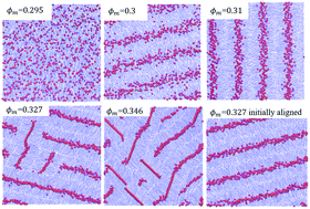 Graphical abstract: Investigation of nematic to smectic phase transition and dynamical properties of strongly confined semiflexible polymers using Langevin dynamics
