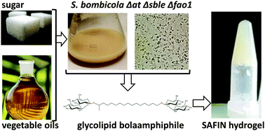 Graphical abstract: Bio-based glyco-bolaamphiphile forms a temperature-responsive hydrogel with tunable elastic properties