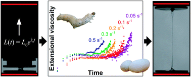 Graphical abstract: Extensional flow behaviour and spinnability of native silk