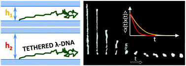 Graphical abstract: Relaxation of surface-tethered polymers under moderate confinement