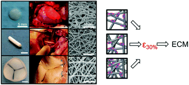 Graphical abstract: Meso-scale topological cues influence extracellular matrix production in a large deformation, elastomeric scaffold model