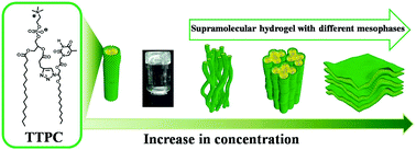 Graphical abstract: A supramolecular hydrogel prepared from a thymine-containing artificial nucleolipid: study of assembly and lyotropic mesophases
