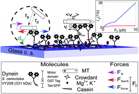 Graphical abstract: Collective effects of yeast cytoplasmic dynein based microtubule transport