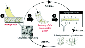 Graphical abstract: Impregnation of paper with cellulose nanocrystal reinforced polyvinyl alcohol: synergistic effect of infrared drying and CNC content on crystallinity