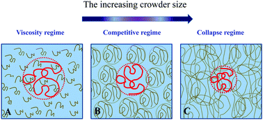 Graphical abstract: Understanding chain looping kinetics in polymer solutions: crowding effects of microviscosity and collapse
