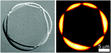 Graphical abstract: Self assembly of cyclic polygon shaped fluid colloidal membranes through pinning