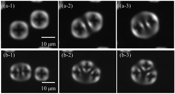 Graphical abstract: Formation and dynamics of the aggregates of cholesteric double-twist cylinders