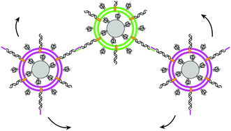 Graphical abstract: Colloid supported lipid bilayers for self-assembly