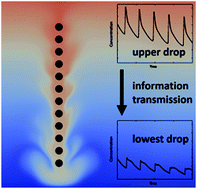 Graphical abstract: Information transmission by Marangoni-driven relaxation oscillations at droplets