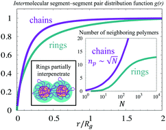 Graphical abstract: Intermolecular structural correlations in model globular and unconcatenated ring polymer liquids