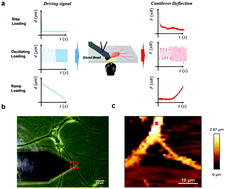 Graphical abstract: Distinct relaxation timescales of neurites revealed by rate-dependent indentation, relaxation and micro-rheology tests