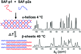 Graphical abstract: Post-assembly α-helix to β-sheet structural transformation within SAF-p1/p2a peptide nanofibers