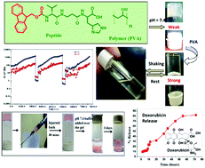 Graphical abstract: Poly(vinyl alcohol)-induced thixotropy of an l-carnosine-based cytocompatible, tripeptidic hydrogel