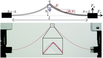 Graphical abstract: Local mechanical description of an elastic fold