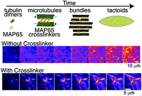Graphical abstract: Self-organization of spindle-like microtubule structures