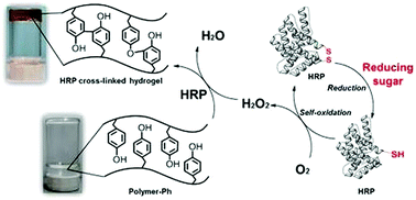 Graphical abstract: Horseradish peroxidase-catalyzed hydrogelation consuming enzyme-produced hydrogen peroxide in the presence of reducing sugars