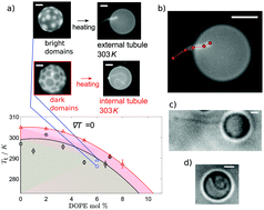 Graphical abstract: Directed tubule growth from giant unilamellar vesicles in a thermal gradient