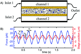 Graphical abstract: Triggered disassembly and reassembly of actin networks induces rigidity phase transitions