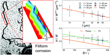 Graphical abstract: Filiform corrosion as a pressure-driven delamination process