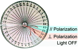 Graphical abstract: Polarization-dependent deformation in light responsive polymers doped by dichroic dyes