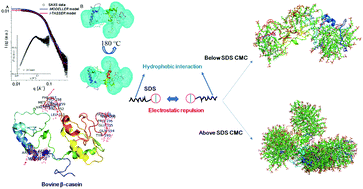 Graphical abstract: A theoretical and experimental investigation of the effect of sodium dodecyl sulfate on the structural and conformational properties of bovine β-casein