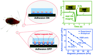 Graphical abstract: Rapidly tunable and highly reversible bio-inspired dry adhesion for transfer printing in air and a vacuum